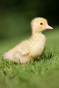 一只小鸭在草地上图片