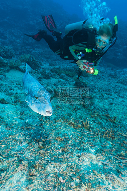 潜水员在水下欣赏河豚鱼图片