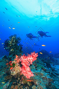 潜水员在珊瑚礁游泳图片