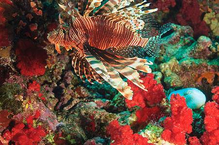 在珊瑚礁游泳的天使鱼图片
