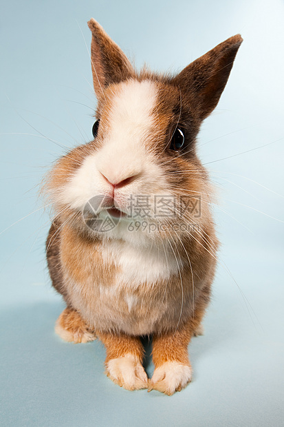 一只兔子，摄影棚拍摄图片