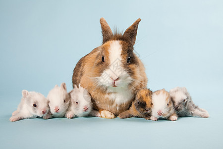 七只兔子形象背景图片
