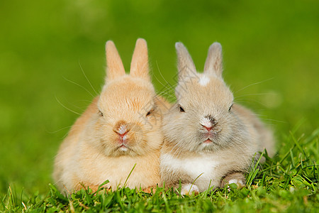 两只兔子坐在草地上高清图片