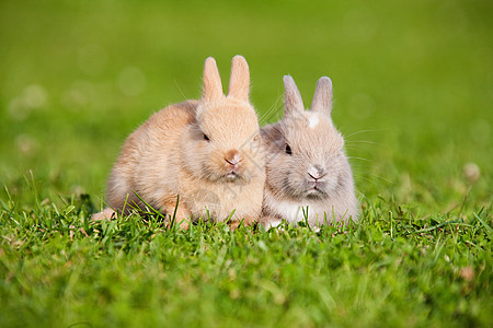 两只兔子坐在草地上图片