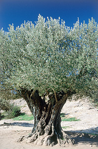 古老的橄榄树，花园桥，重塑背景图片