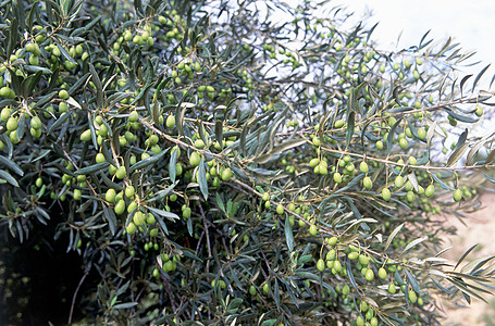 橄榄绿普罗旺斯堡莱克斯的橄榄背景