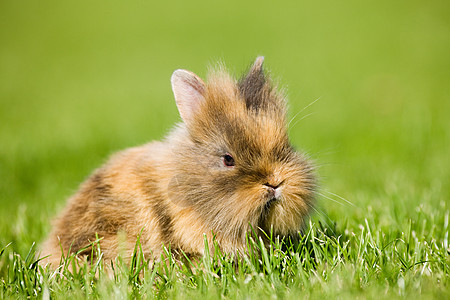 一只兔子坐在草地上图片