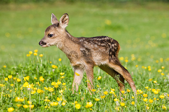 可爱的小鹿站在草地上图片