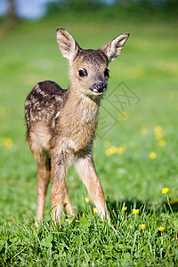 可爱的小鹿站在草地上图片