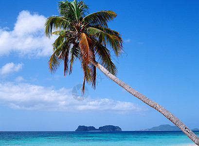海边棕榈树背景图片