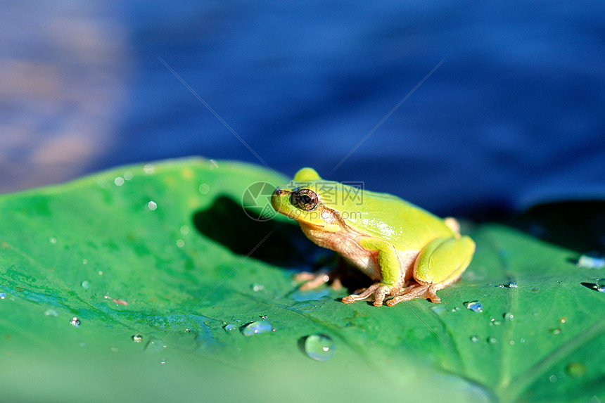 叶子上的青蛙图片