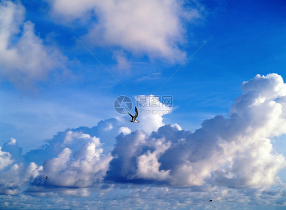 天空中飞行的鸟图片