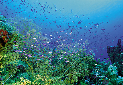 热带鱼类图片