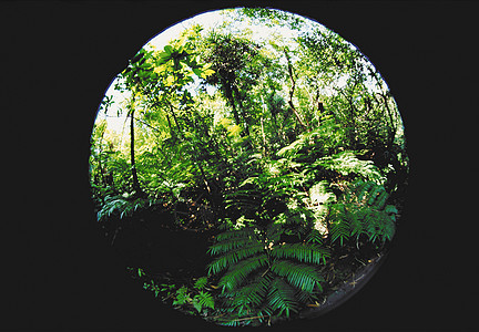热带森林图片