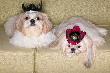 沙发上的两条派克犬图片