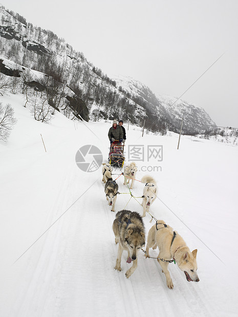 拉雪橇的狗图片