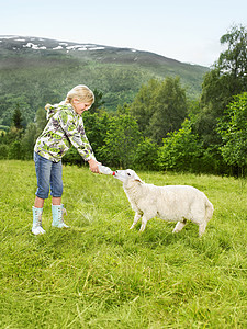 小女孩喂小羊图片