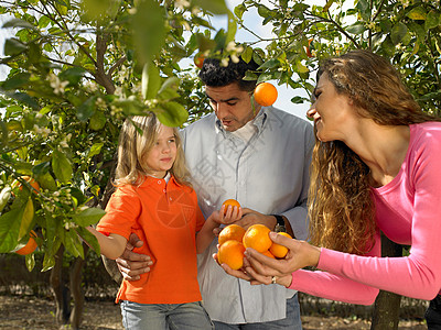 小女孩和父母一起摘桔子背景图片