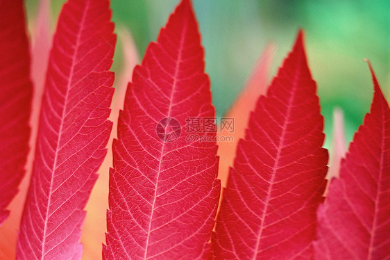 蕨类植物叶子的特写镜头图片