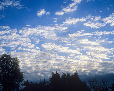 蓝天白云衬托下的树木轮廓图片