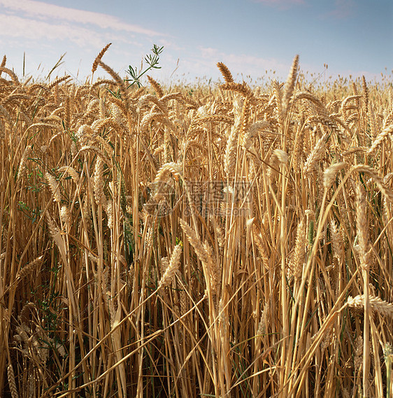 小麦作物图片