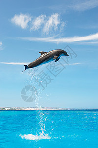 在空中飞跃的海豚图片