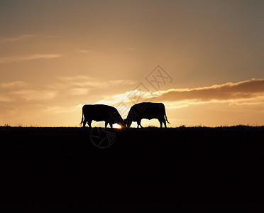 日落时的奶牛图片