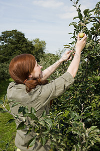 苹果树摘新鲜苹果的年轻女子背景