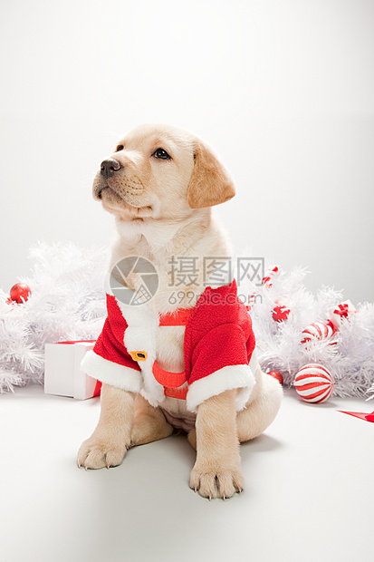 穿着圣诞服装的拉布拉多小狗图片