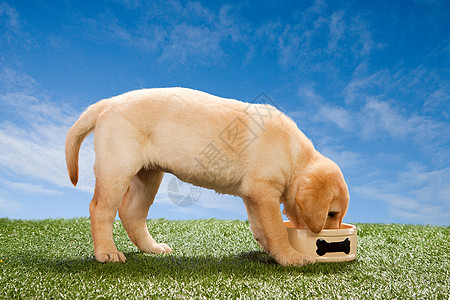 人造草地吃狗碗的拉布拉多小狗背景