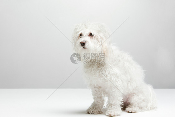 一只白狗的肖像图片