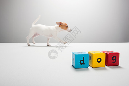 杰克·拉塞尔小狗和积木拼字狗图片