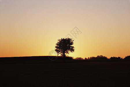 日落时田野里的树图片