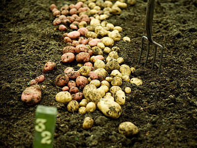 在土壤上新收获的土豆图片