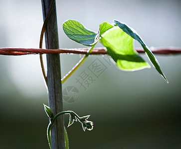 茎上的菜豆叶图片