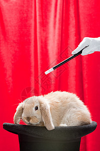 戴礼帽的兔子和魔术师背景图片