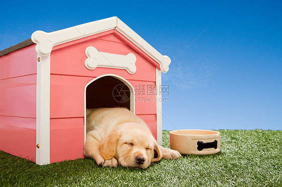 小狗在狗窝里睡觉图片