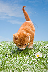 草地上的小猫图片