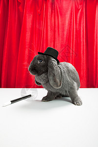 戴着顶帽，带着魔杖的兔子背景图片