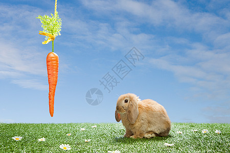 看着胡萝卜的兔子图片