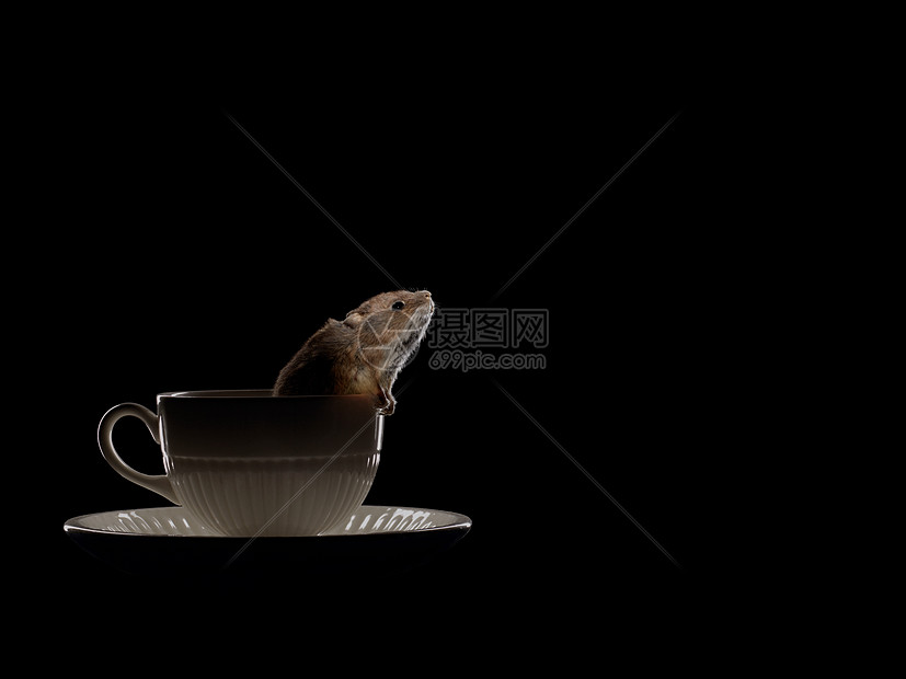茶杯里的老鼠图片