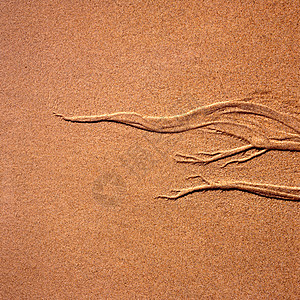 沙地植物浮雕图片