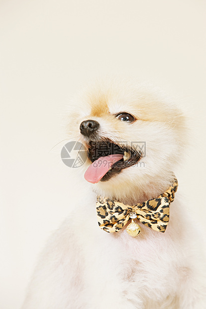 戴领结的波美拉尼亚狗图片