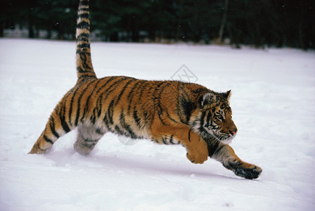 在雪中奔跑的西伯利亚虎图片