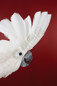 凤头鹦鹉展示羽毛的头部图片