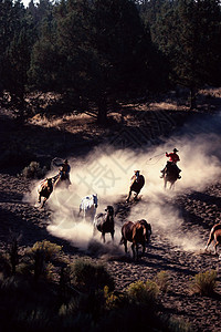 追逐野马的牛仔图片