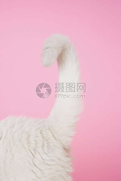 白猫的尾巴图片