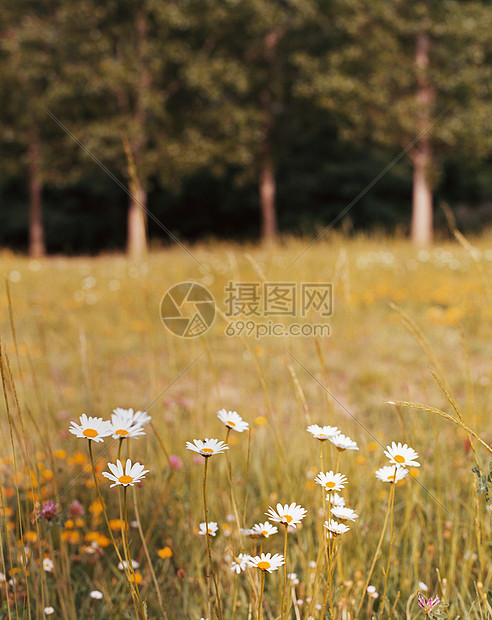 田野里的雏菊图片