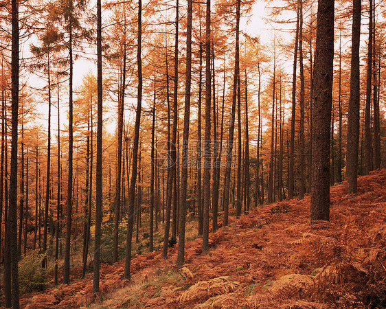 秋天日落时的松树林图片