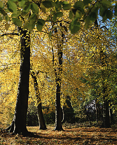 英国秋天的森林图片